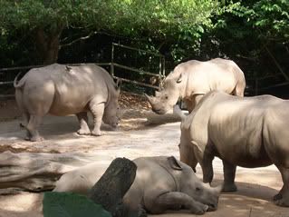 Oh, the white rhinos