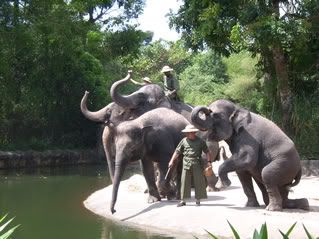 Elephants of Asia