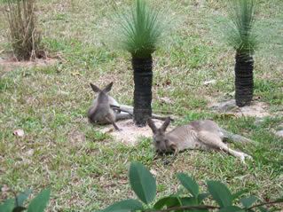 Lazy kangaroos