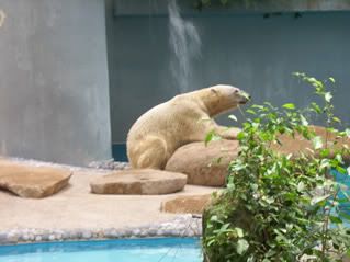 Cool polar bear