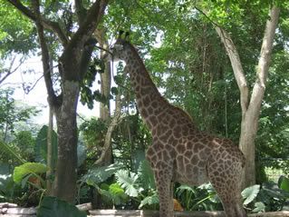 Giraffe, not Zebra