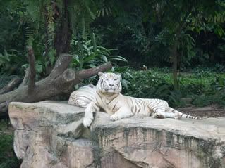 The white tigers