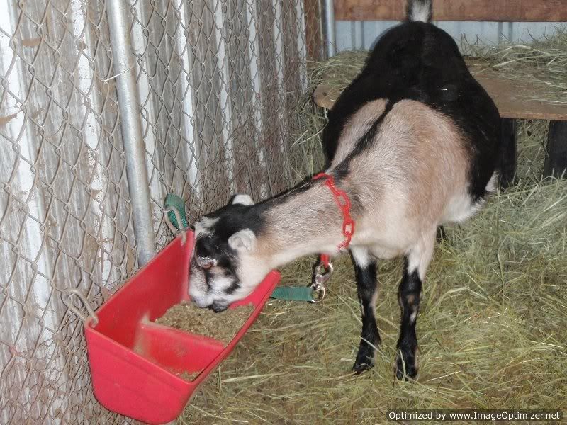 Tie-up at Feeding Time (Pics) - Goats