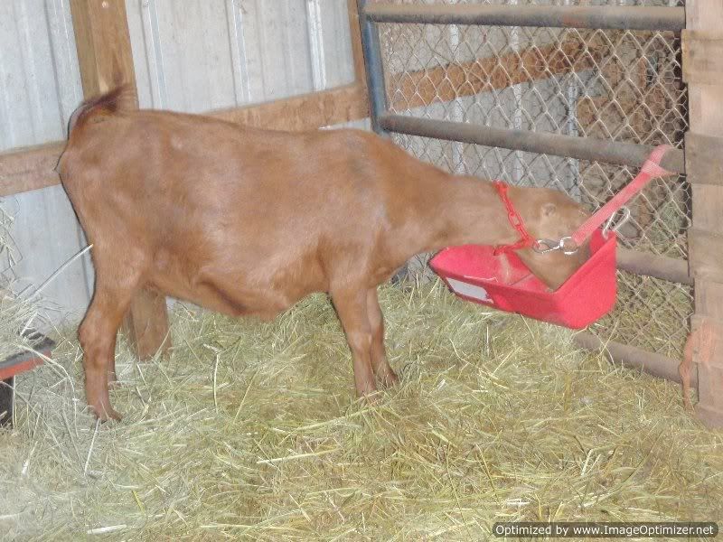 Tie-up at Feeding Time (Pics) - Goats