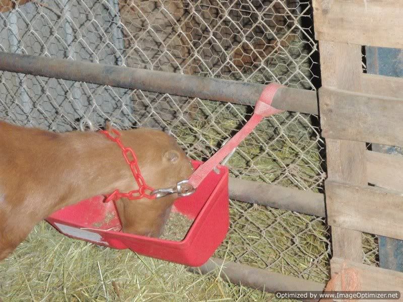 Tie-up at Feeding Time (Pics) - Goats