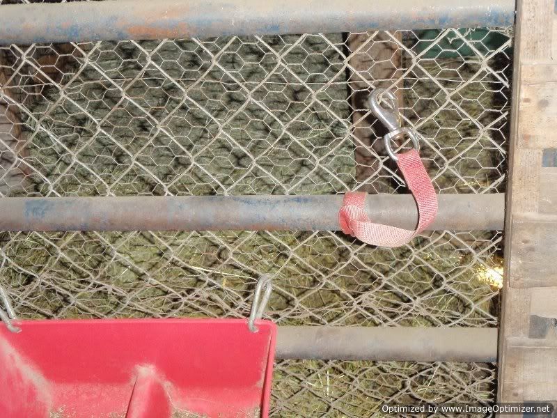 Tie-up at Feeding Time (Pics) - Goats