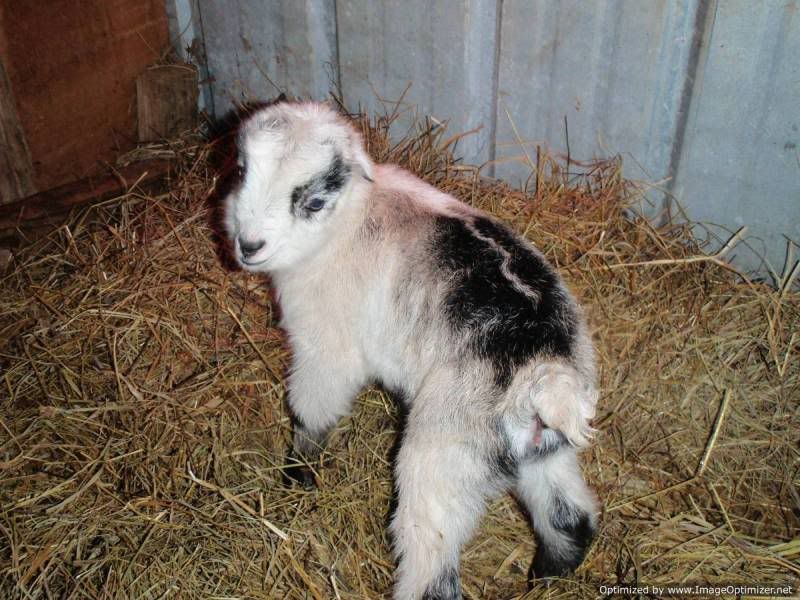 New Baby Girl! - Goats