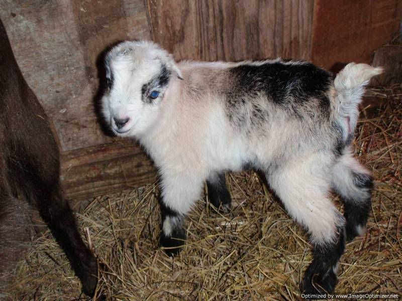 New Baby Girl! - Goats