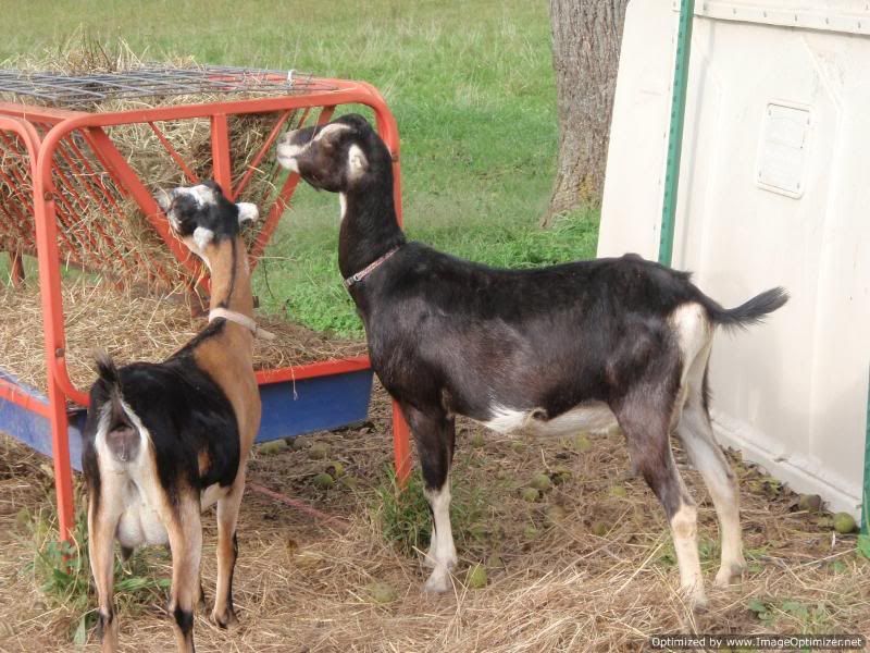 Just LOOK at this goat! - Goats