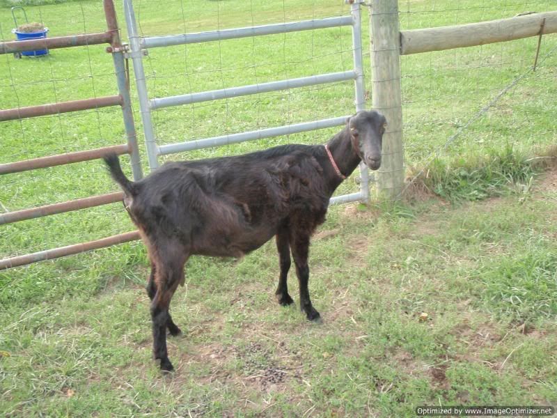 Just LOOK at this goat! - Goats