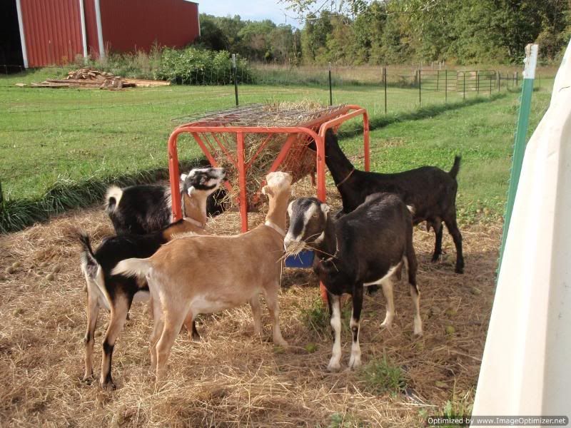 Just LOOK at this goat! - Goats