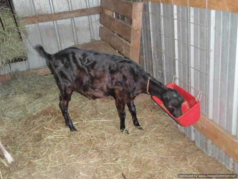 Just LOOK at this goat! - Goats