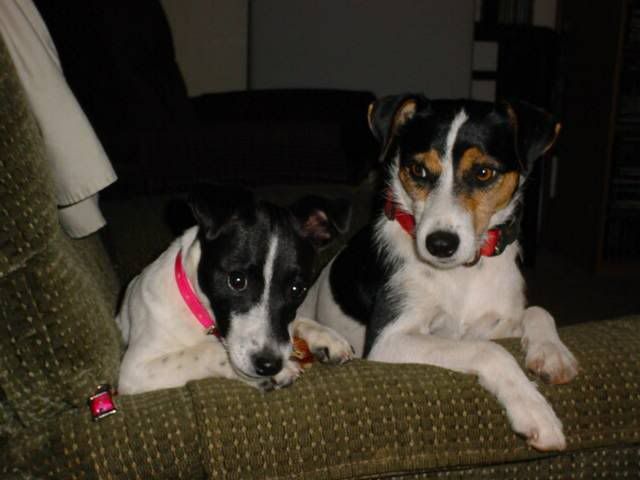 Jack Russel Terrier ?? - Goats