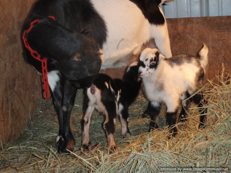 Sugar Babies!  (Pics) - Goats