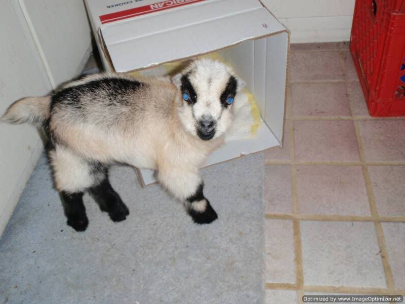 Li'l Orphan Peppermint - Goats