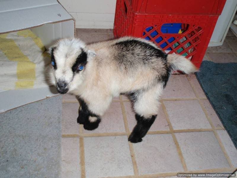 Li'l Orphan Peppermint - Goats