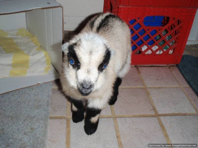 Li'l Orphan Peppermint - Goats