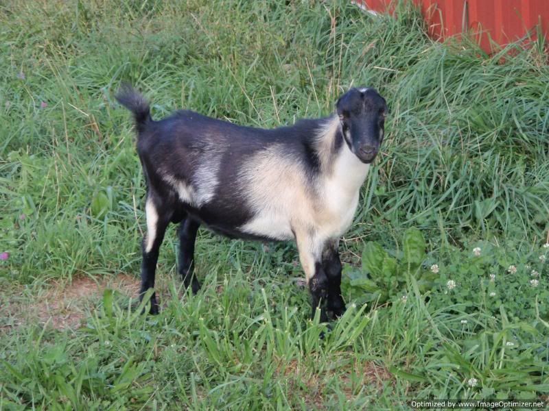 I have pictures! - Goats
