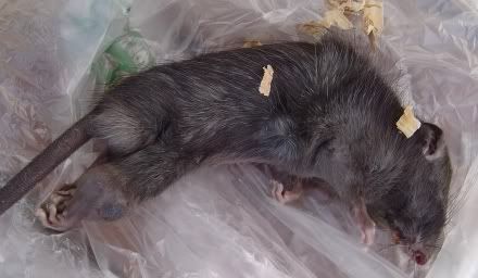 Dead Black Rat