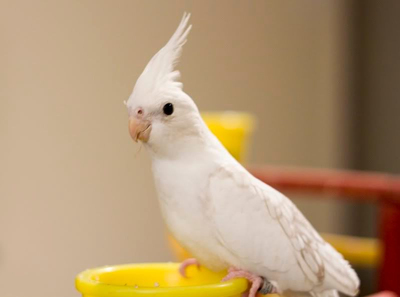 IMAGE: http://i14.photobucket.com/albums/a321/ayamisuka/IMG_0016.jpg