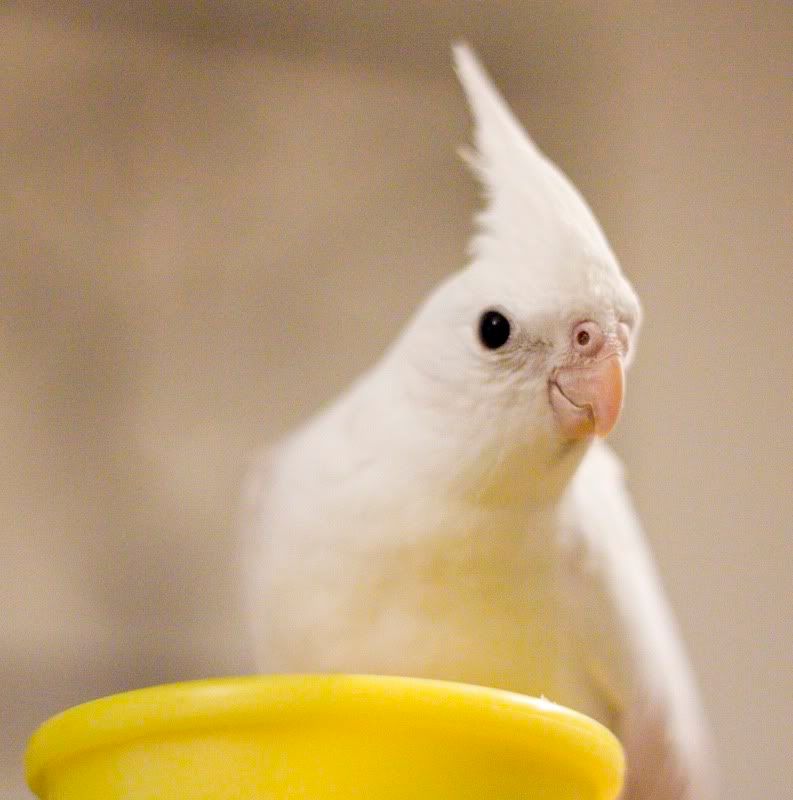 IMAGE: http://i14.photobucket.com/albums/a321/ayamisuka/IMG_0021-1.jpg