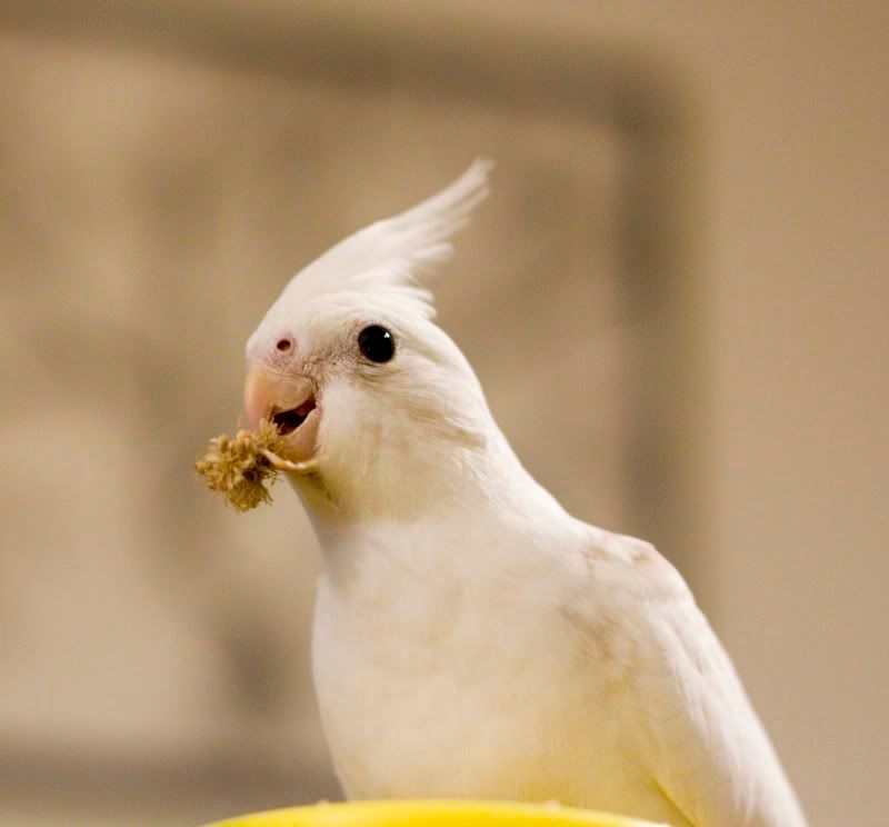 IMAGE: http://i14.photobucket.com/albums/a321/ayamisuka/IMG_0022.jpg