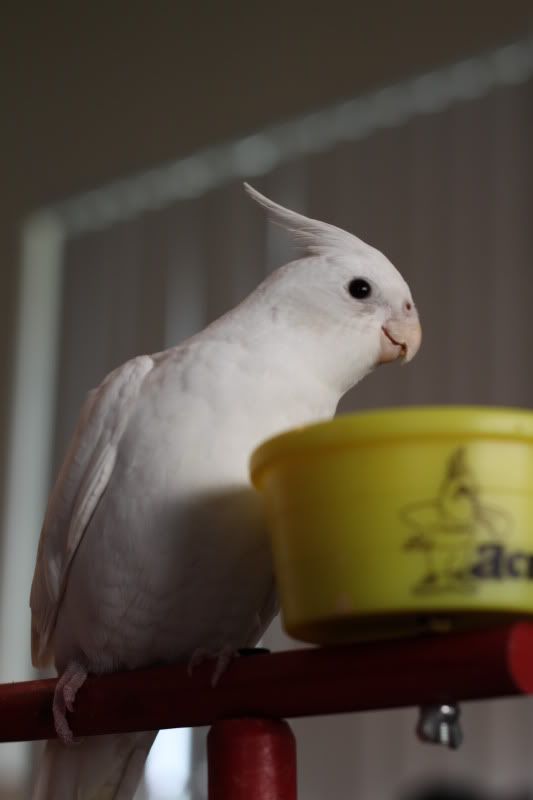 IMAGE: http://i14.photobucket.com/albums/a321/ayamisuka/IMG_0059.jpg