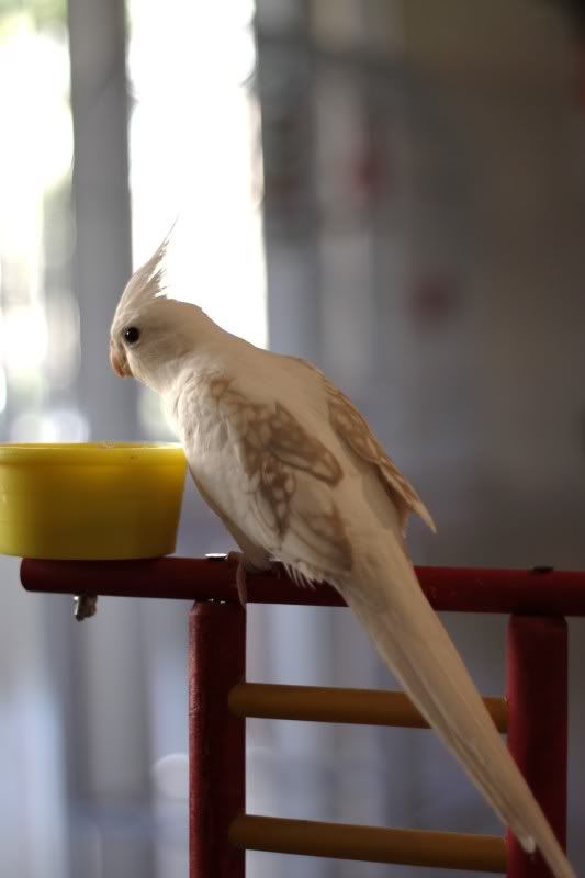 IMAGE: http://i14.photobucket.com/albums/a321/ayamisuka/IMG_0072-1.jpg