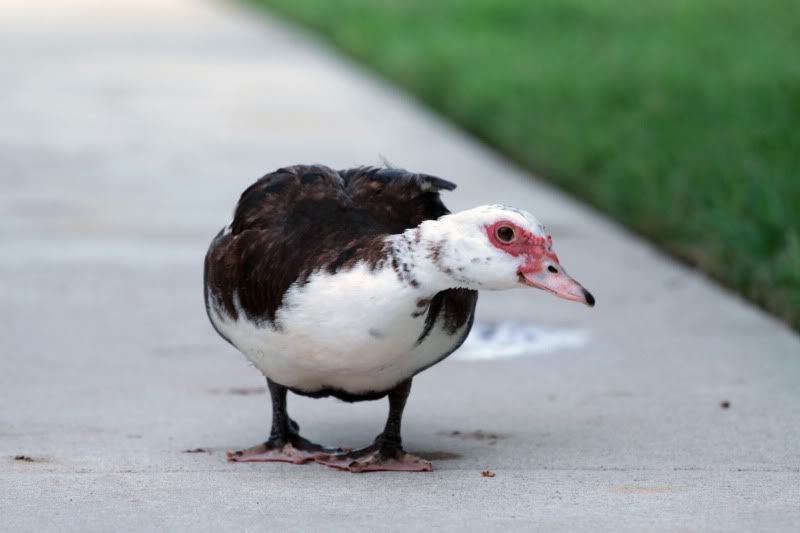 IMAGE: http://i14.photobucket.com/albums/a321/ayamisuka/duck2.jpg