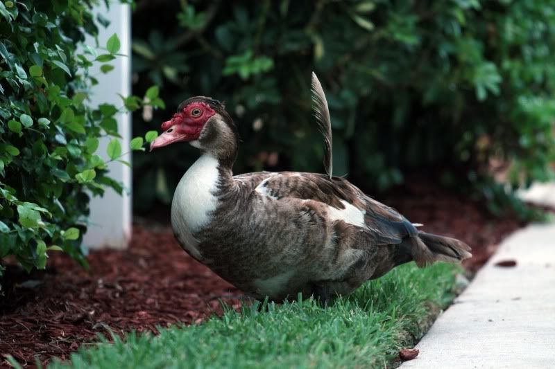 IMAGE: http://i14.photobucket.com/albums/a321/ayamisuka/duck3.jpg