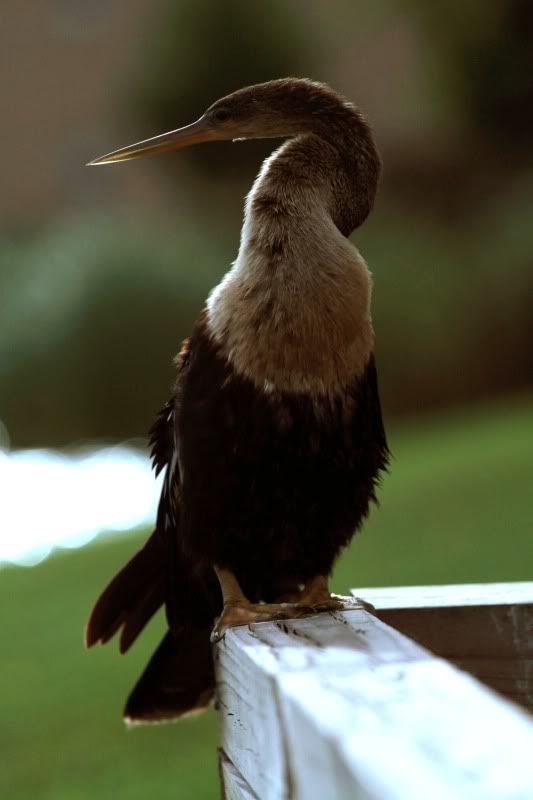 IMAGE: http://i14.photobucket.com/albums/a321/ayamisuka/heron.jpg