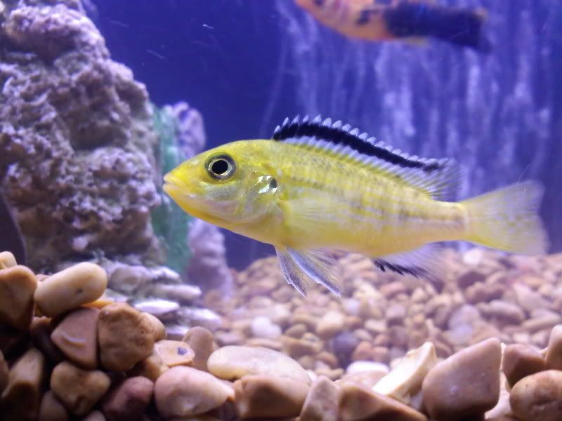 http://i14.photobucket.com/albums/a321/warriorspeed350/Cichlid1day2.jpg