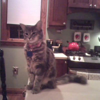 izzy.jpg