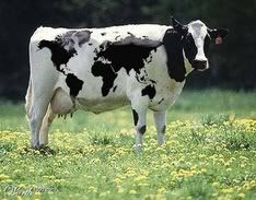 cow.jpg?t=1241808181