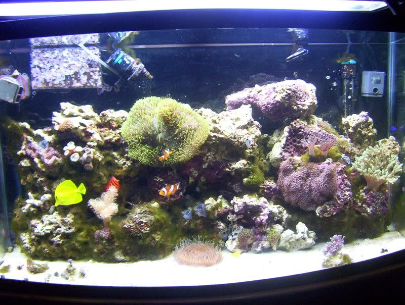 Saltwater Aquarium Fish. saltwater aquarium hobby i