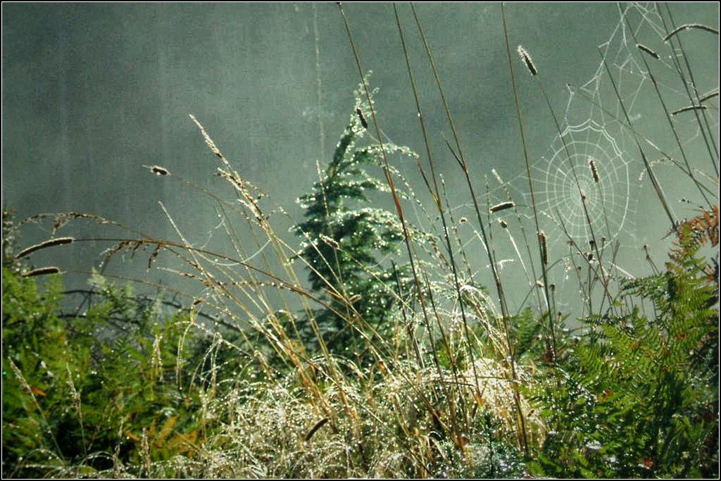 IMAGE: http://i14.photobucket.com/albums/a323/rathgarb/2010_1020Image0004ppwww_zps92c2f6f5.jpg