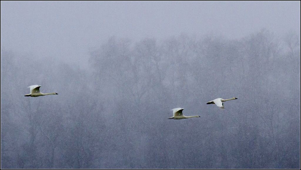 IMAGE: http://i14.photobucket.com/albums/a323/rathgarb/IMG_1817-resizedppwww_zpsc370e0c0.jpg