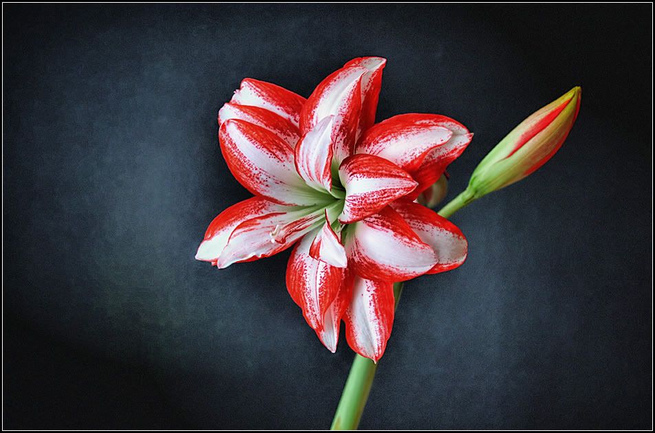 IMAGE: http://i14.photobucket.com/albums/a323/rathgarb/IMG_2002UltraContMyst-LightPPWWW.jpg