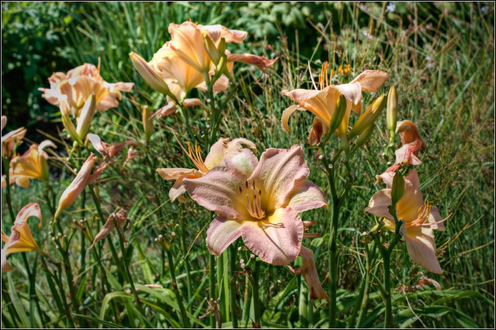 IMAGE: http://i14.photobucket.com/albums/a323/rathgarb/IMG_3595_6_7_TMPPWWW.jpg