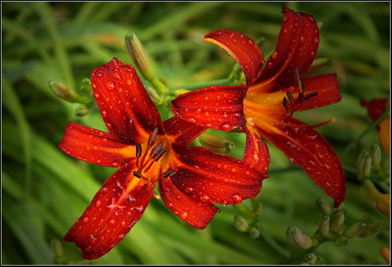 IMAGE: http://i14.photobucket.com/albums/a323/rathgarb/Pix/Day-Lily-vig0713PPWWW.jpg