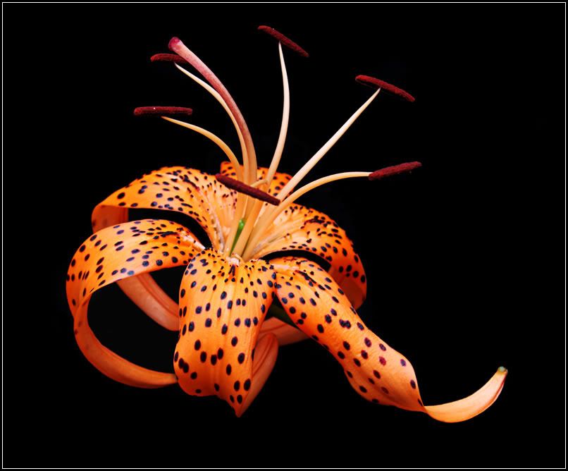 IMAGE: http://i14.photobucket.com/albums/a323/rathgarb/Pix/IMG_0748blackWWW.jpg