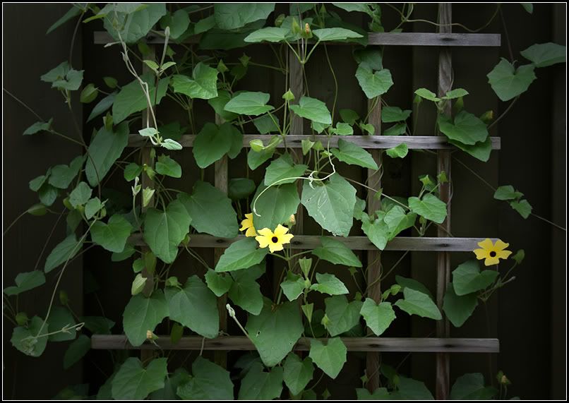 IMAGE: http://i14.photobucket.com/albums/a323/rathgarb/Pix/IMG_0749PPWWW.jpg