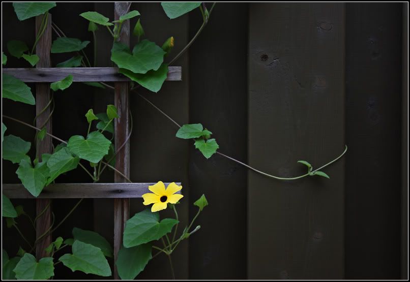 IMAGE: http://i14.photobucket.com/albums/a323/rathgarb/Pix/IMG_0751PPWWW.jpg