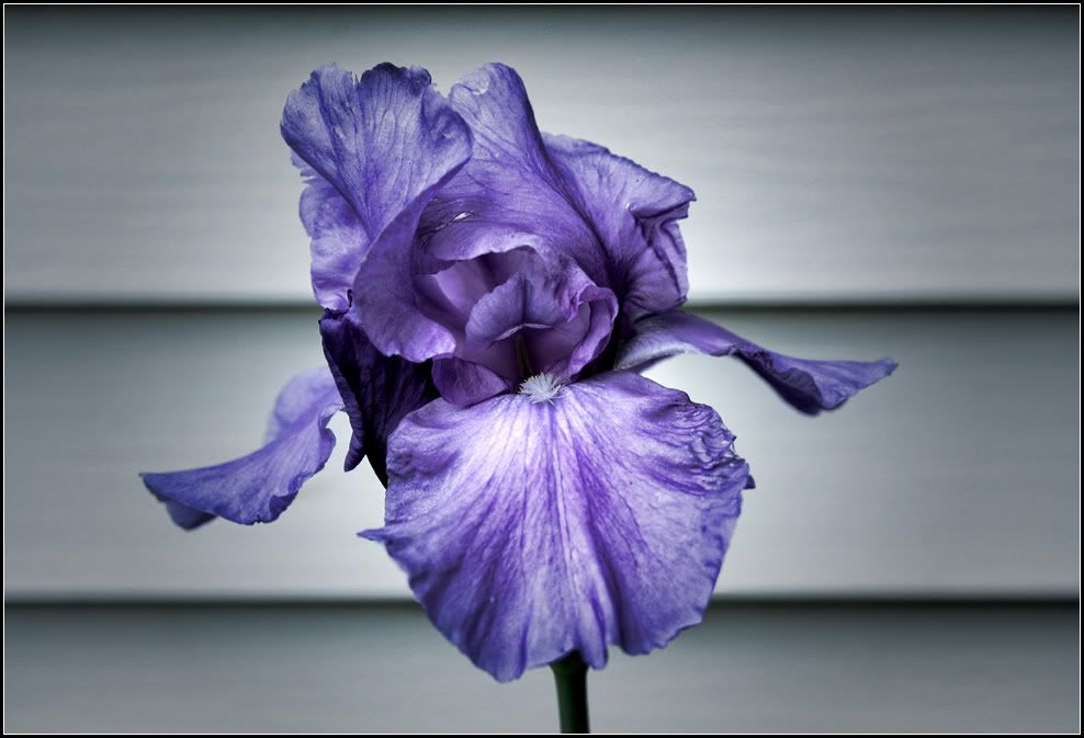 IMAGE: http://i14.photobucket.com/albums/a323/rathgarb/Pix/IMG_1230cPPWWW.jpg