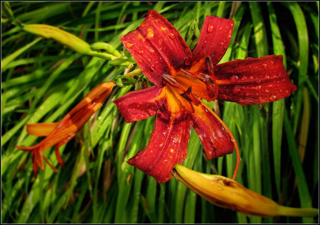 IMAGE: http://i14.photobucket.com/albums/a323/rathgarb/Pix/IMG_1401PPWWW.jpg