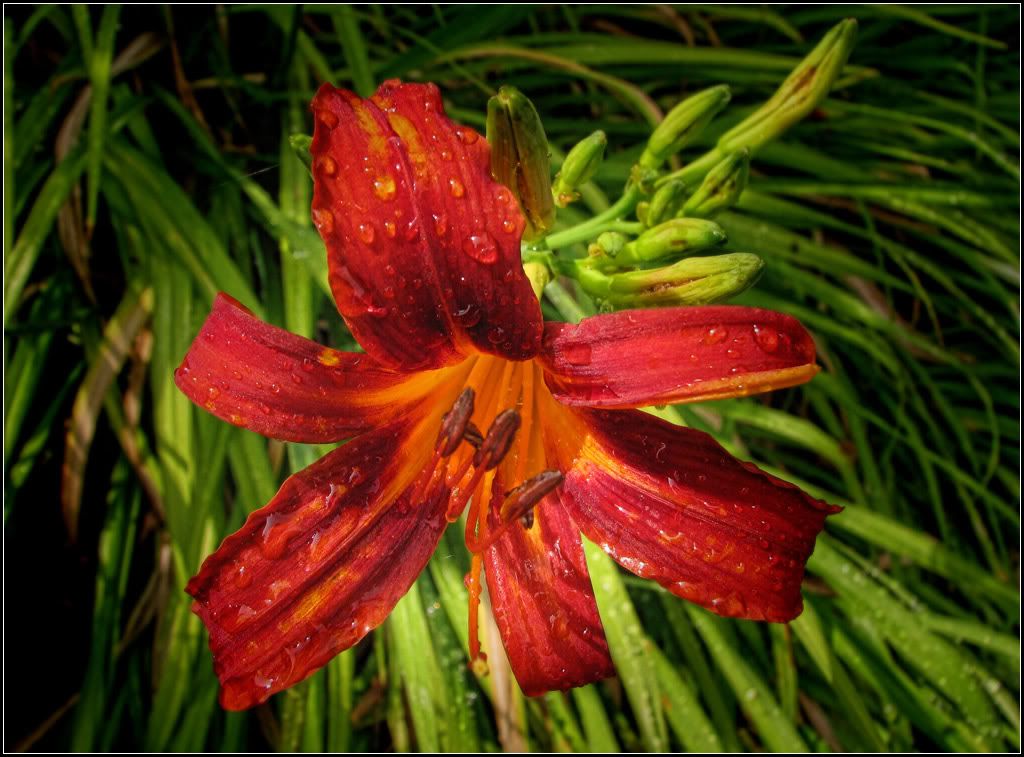 IMAGE: http://i14.photobucket.com/albums/a323/rathgarb/Pix/IMG_1402PPWWW.jpg