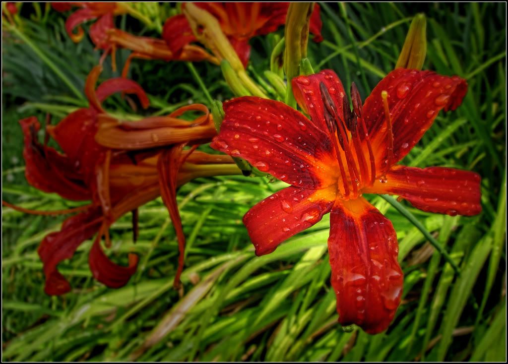 IMAGE: http://i14.photobucket.com/albums/a323/rathgarb/Pix/IMG_1407PPWWW.jpg