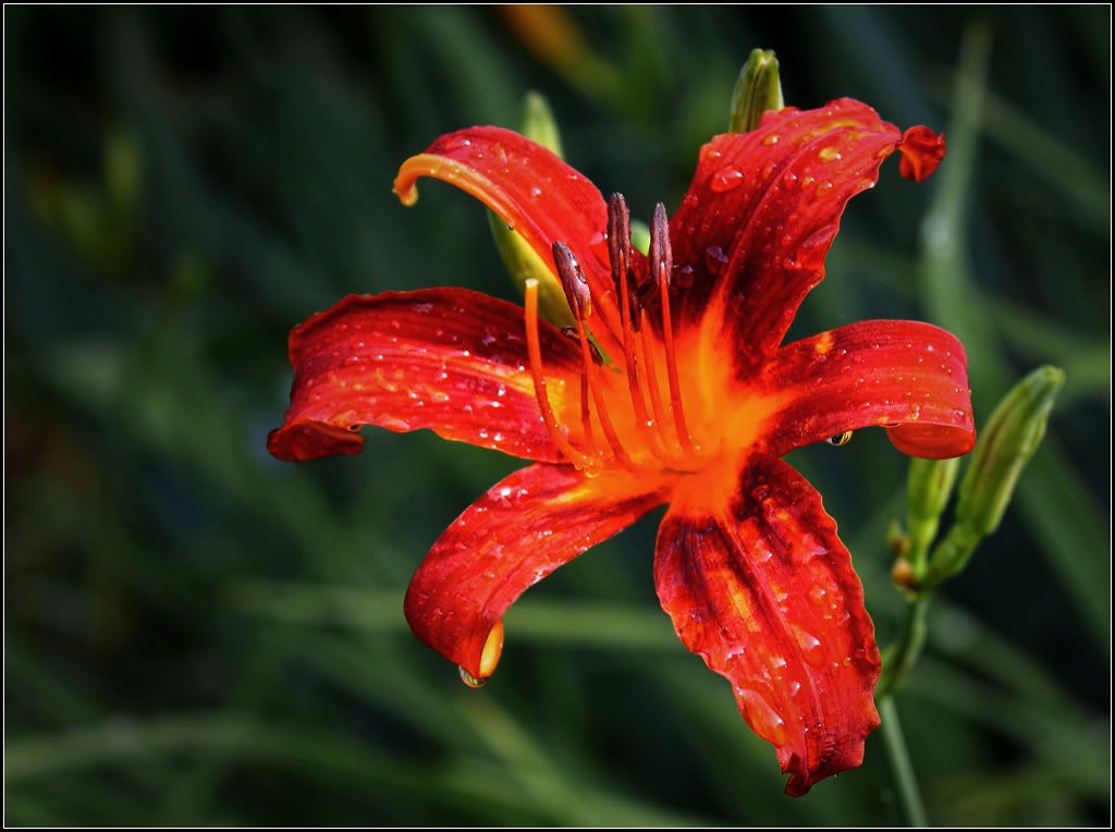 IMAGE: http://i14.photobucket.com/albums/a323/rathgarb/Pix/IMG_1571bPPWWW2.jpg