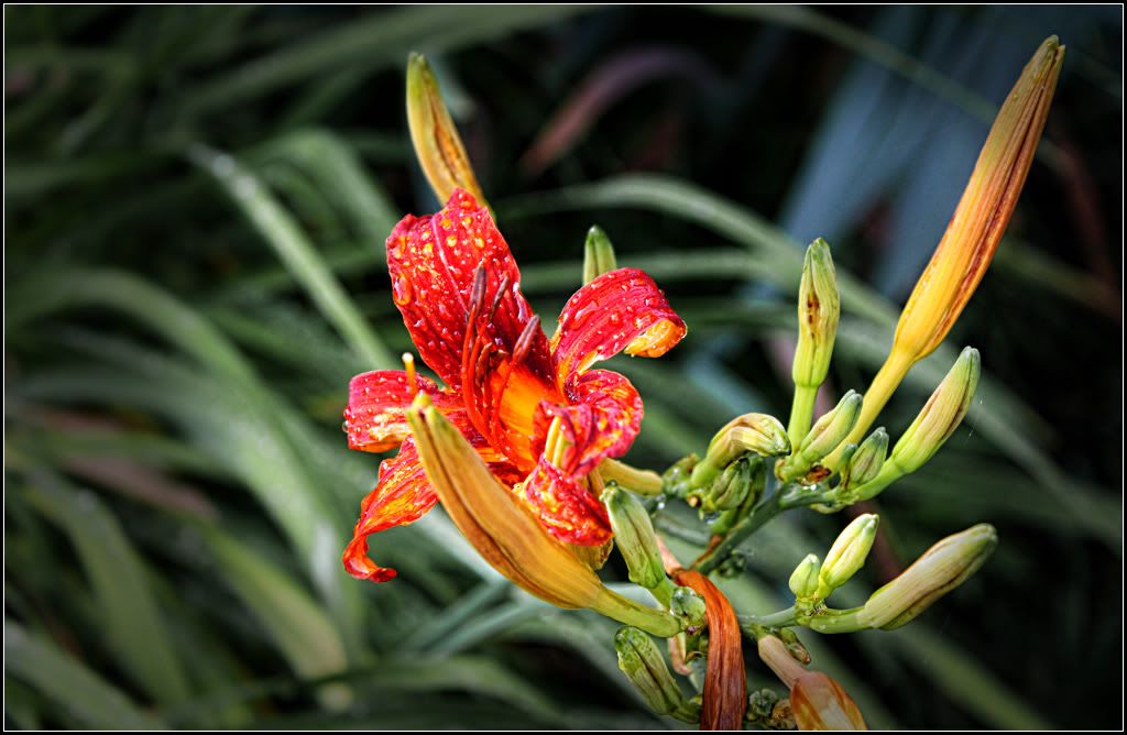 IMAGE: http://i14.photobucket.com/albums/a323/rathgarb/Pix/IMG_1573PPWWW2.jpg