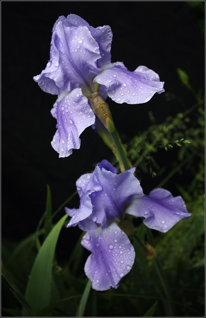 IMAGE: http://i14.photobucket.com/albums/a323/rathgarb/Pix/IMG_2372PPWWW.jpg